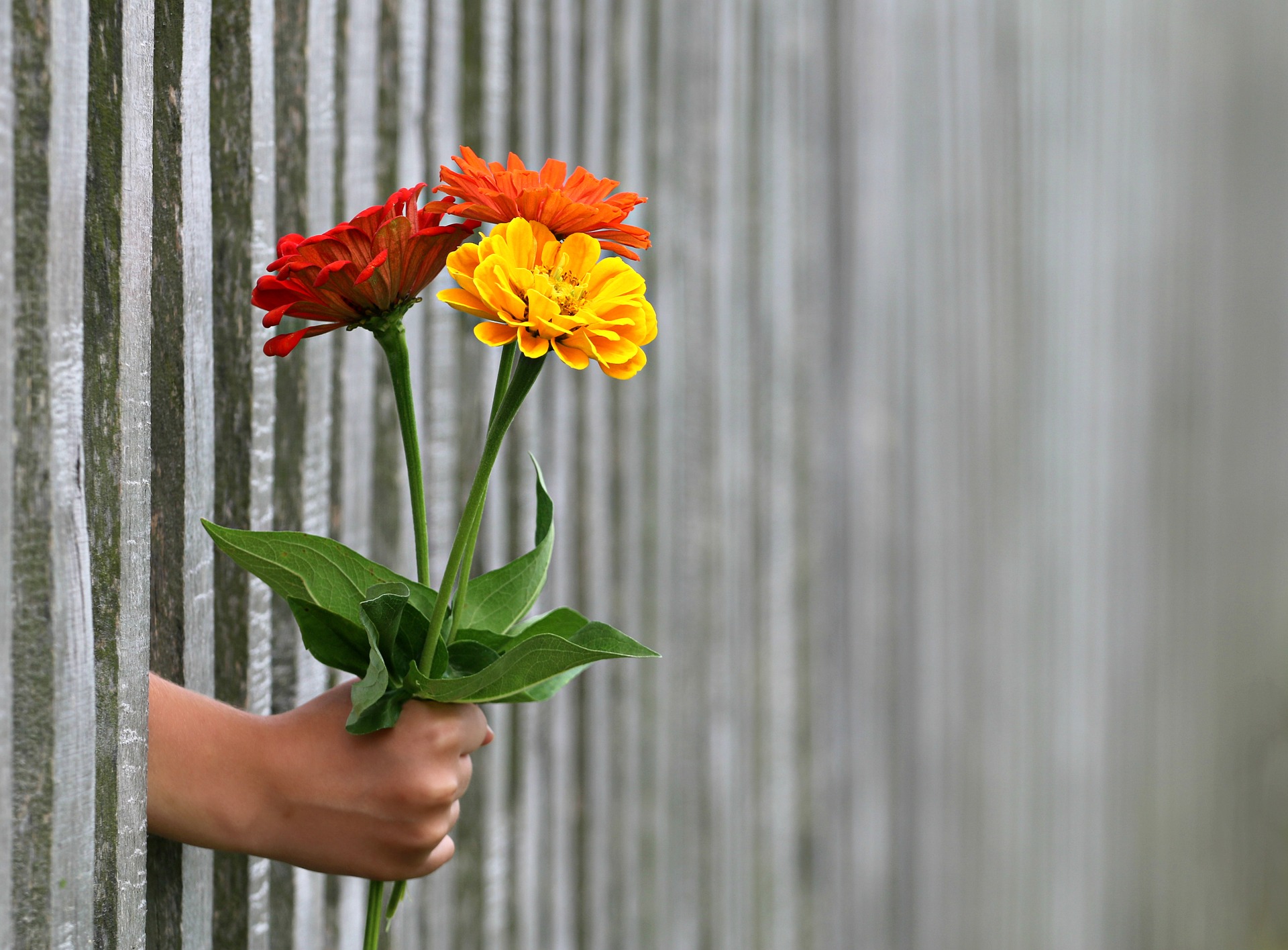 flowers offered through the fence