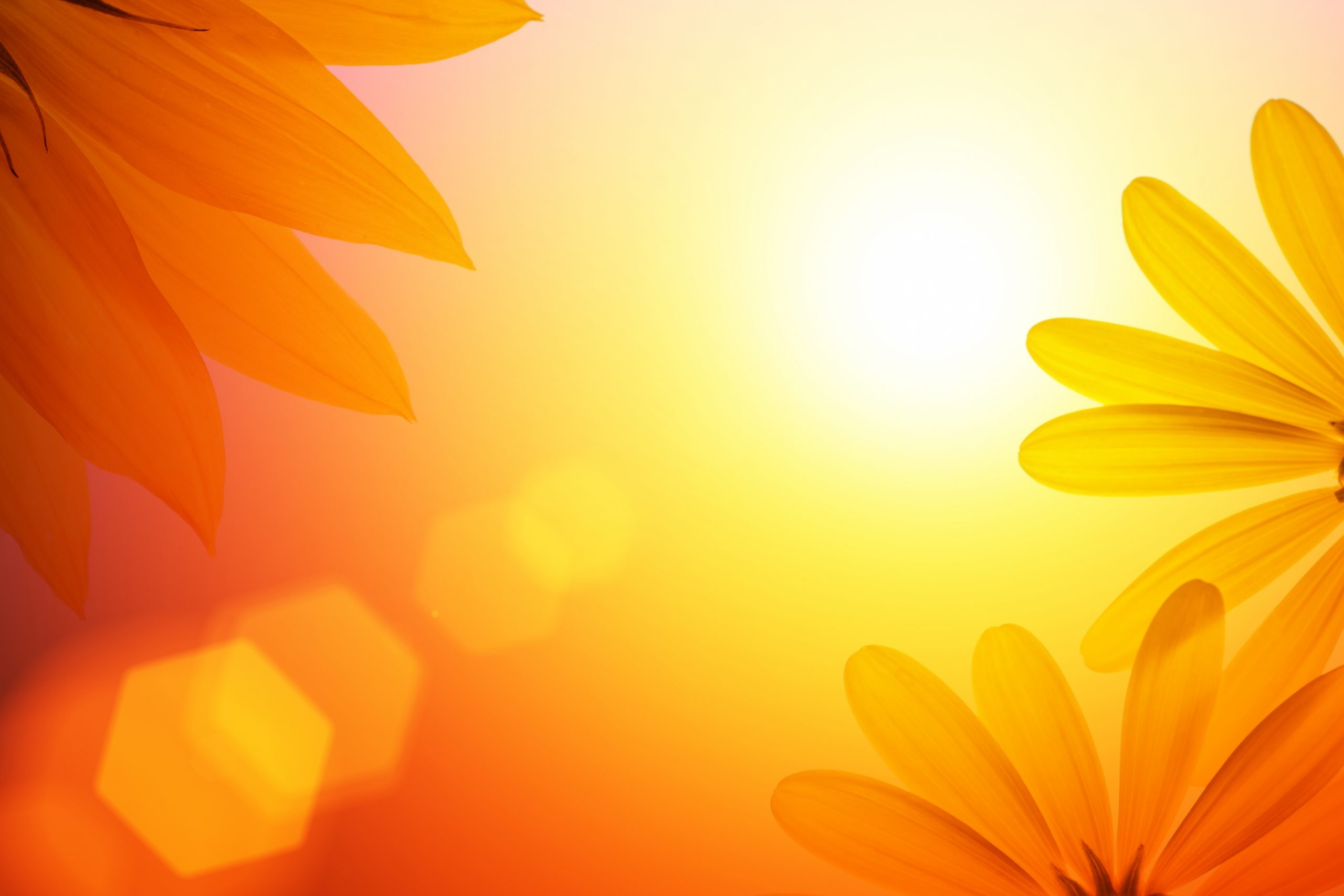 yellow and orange daisies against backdrop of sun