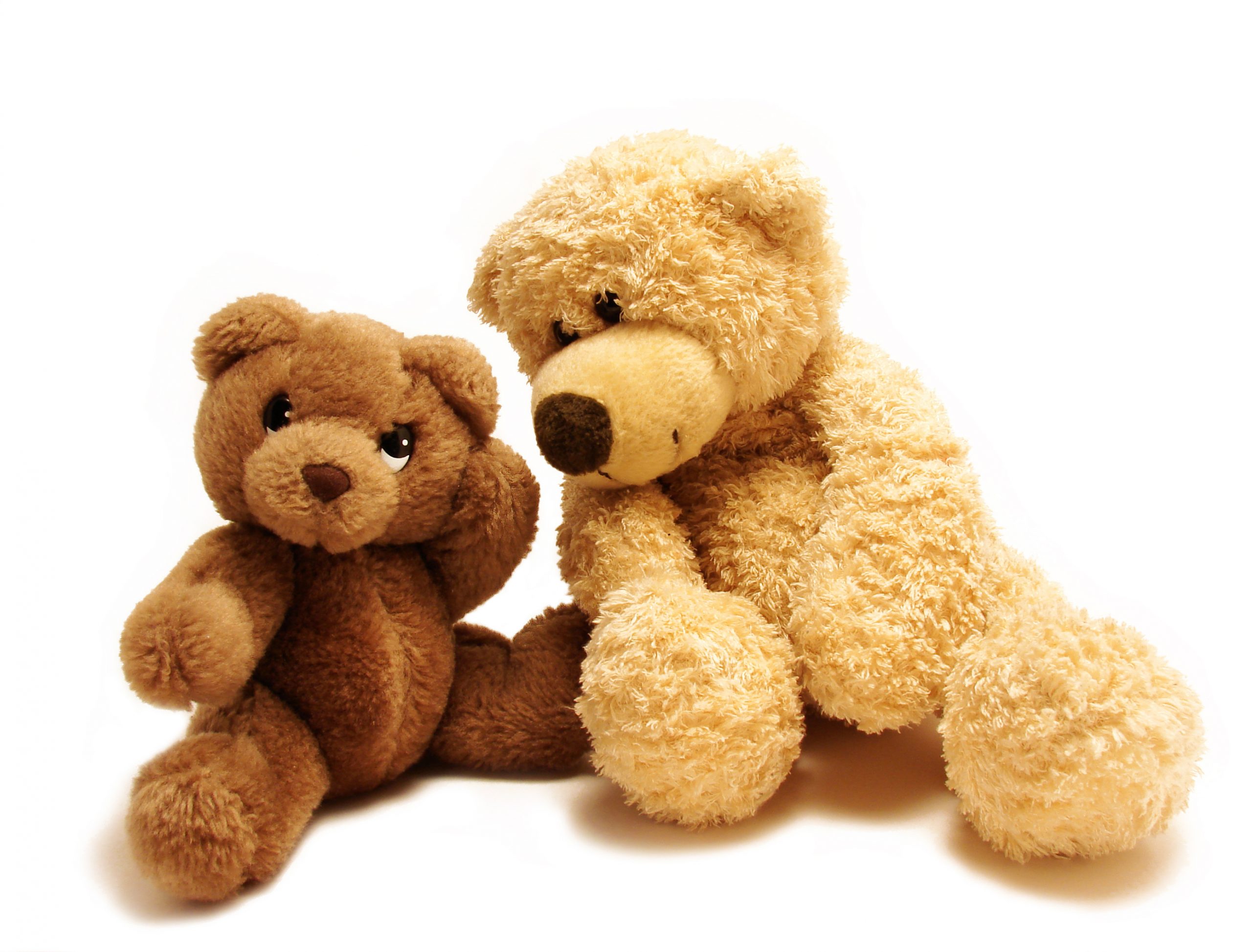 teddy bears in close conversation