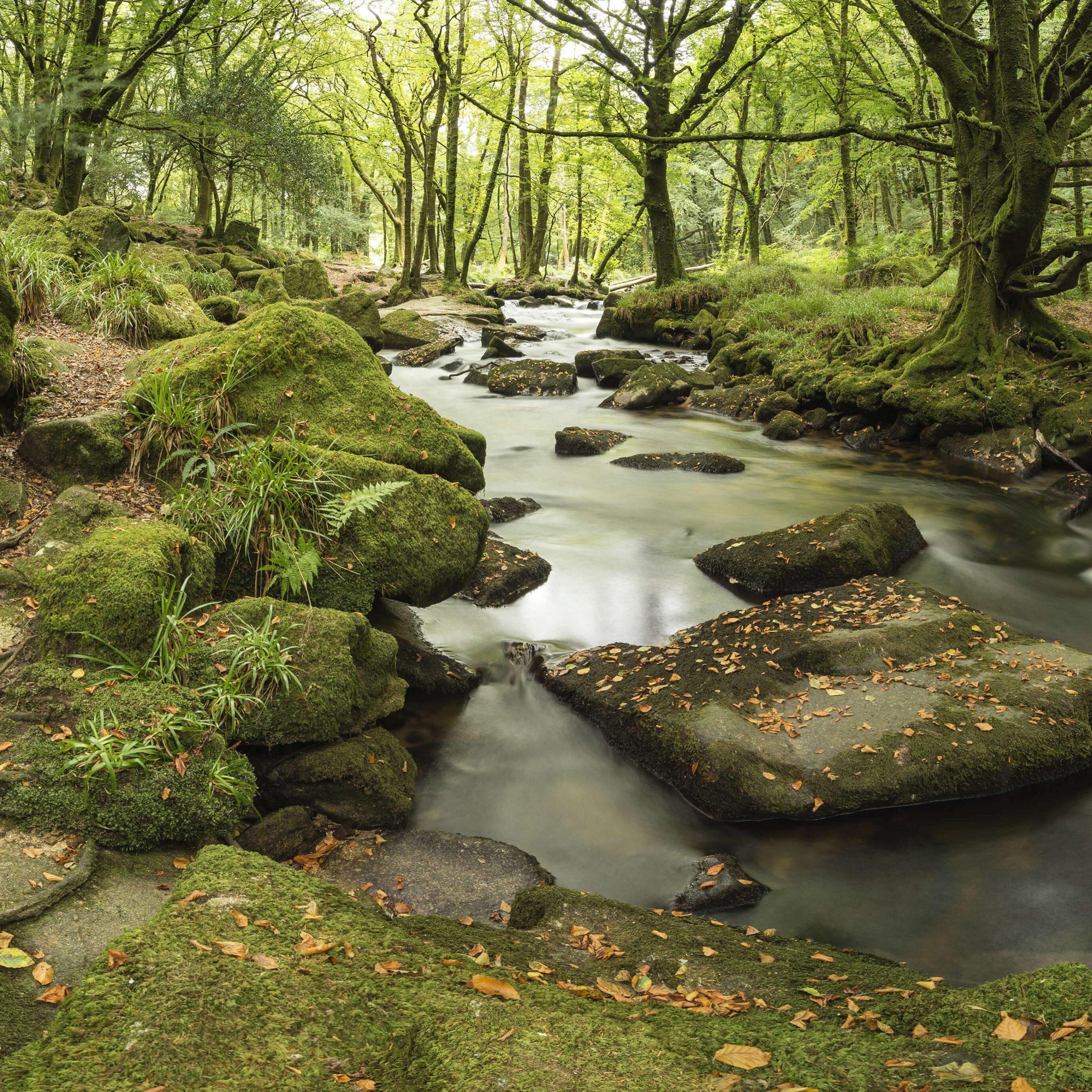 stream in forest by mossy rocks