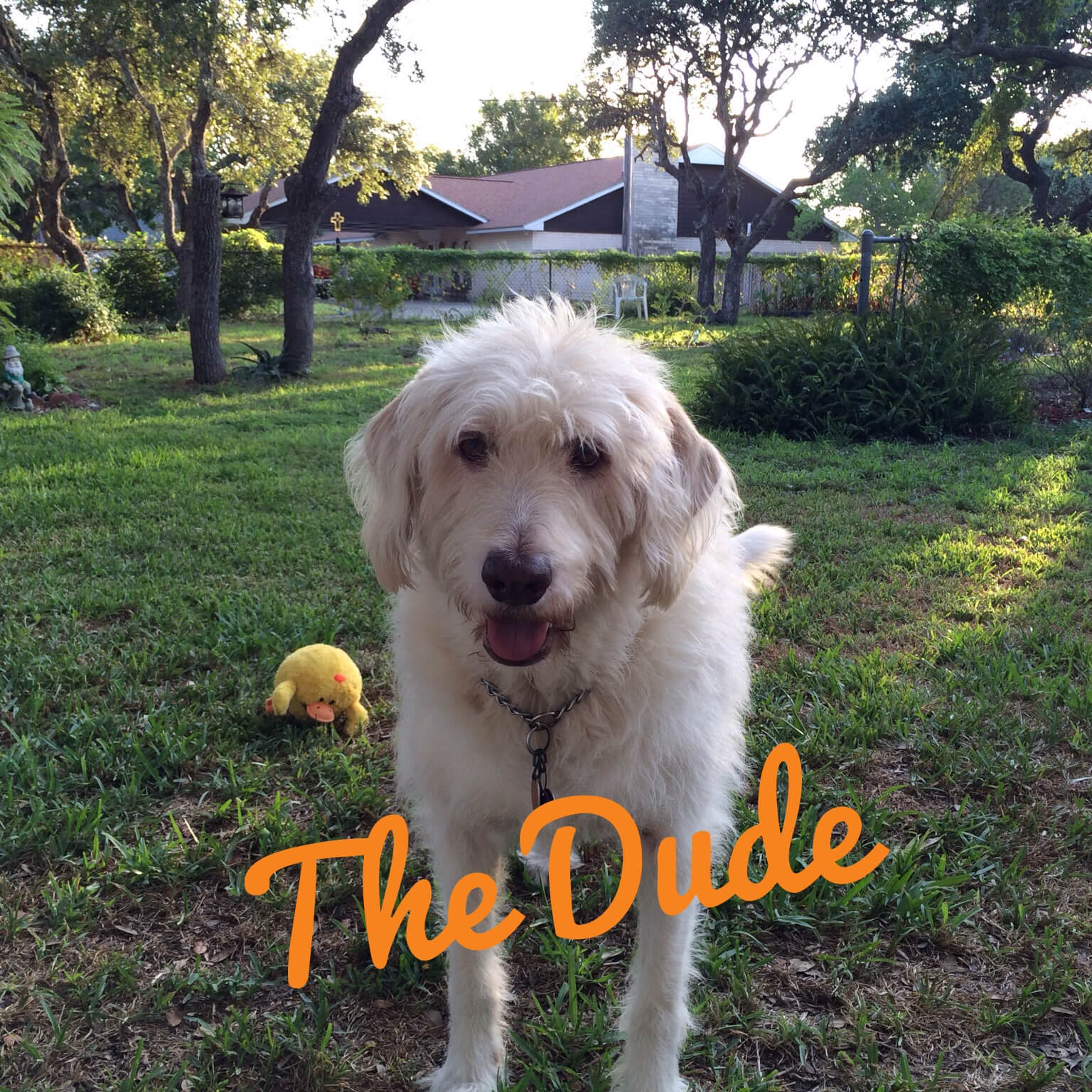 The Dude