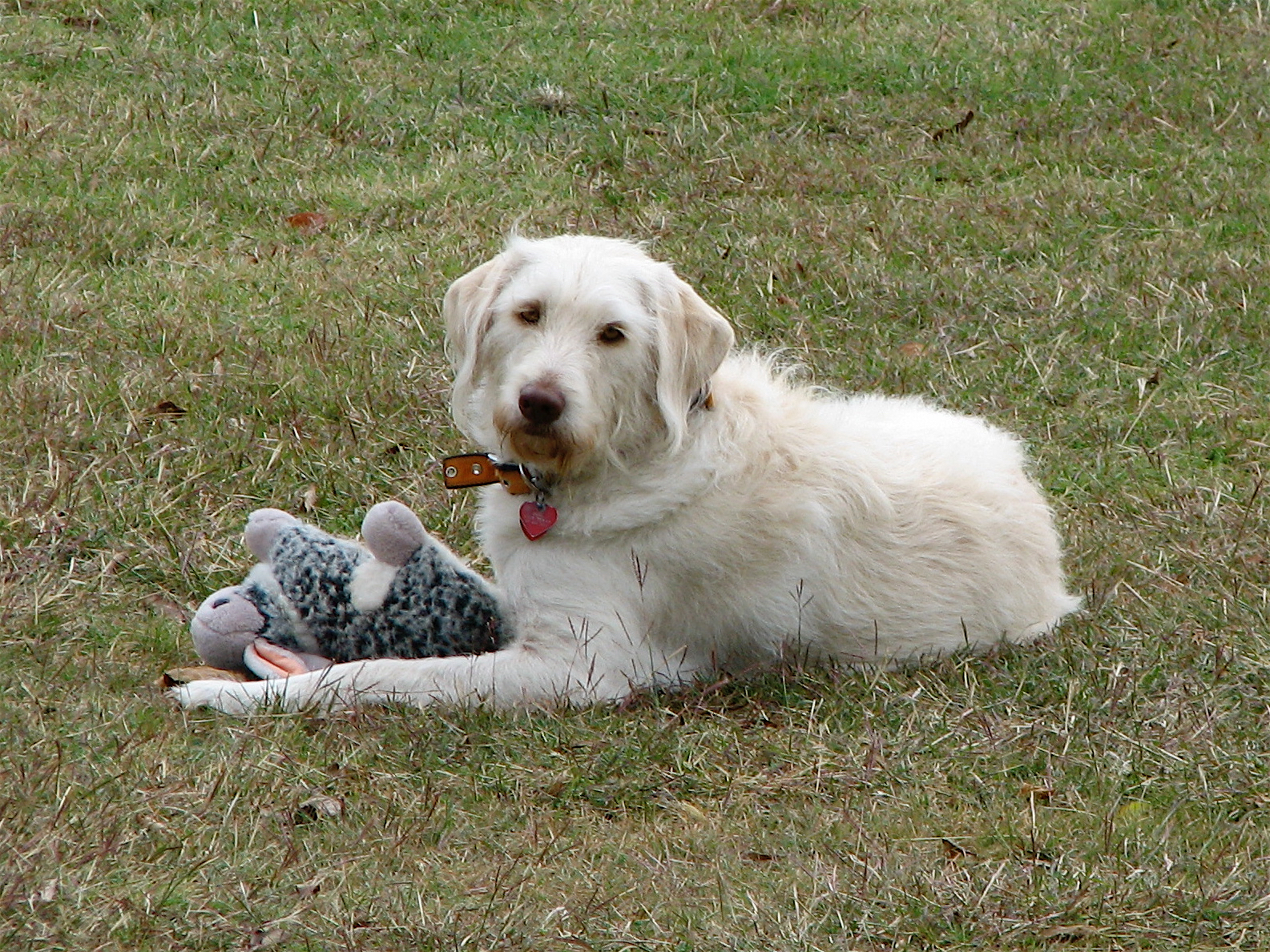 Dude and his baby rabbit