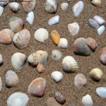 Seashells1024x768.webp