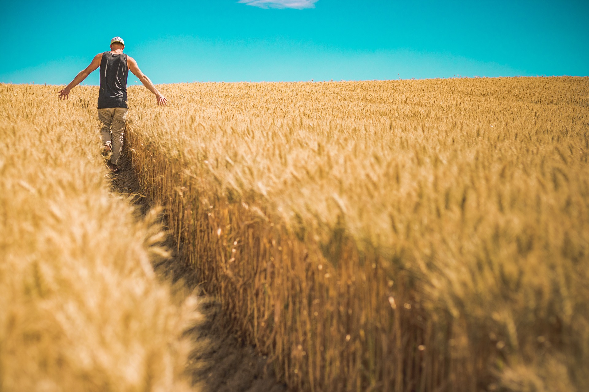 man walks through wheat field