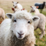 sheep-1985088_1920.webp