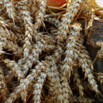 wheat-harvest.webp